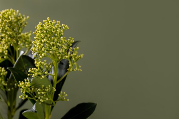 Botões de flores de nuvem perfumada Skimmia nome latino skimmia japonica nuvem perfumada em fundo verde