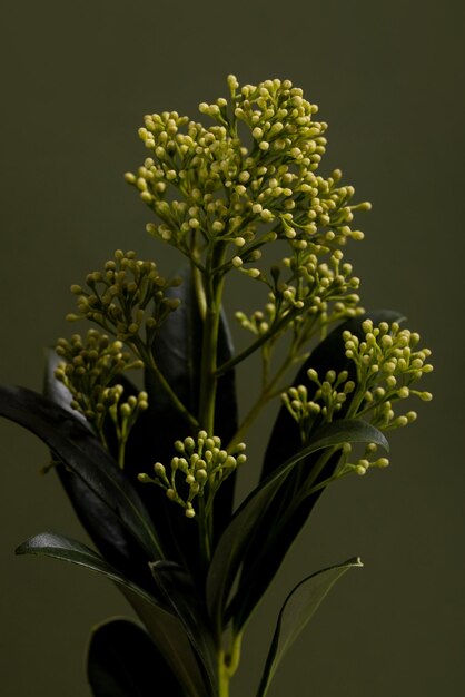 Botões de flores de nuvem perfumada skimmia nome latino skimmia japonica nuvem perfumada em fundo verde