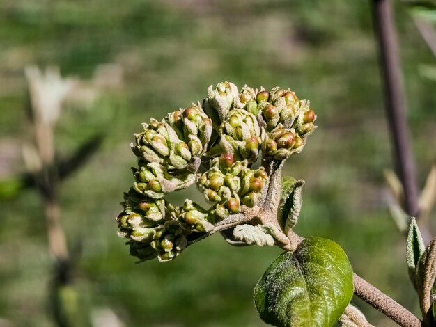 Botões de flores de Viburnum rhytidophyllum no início da primavera