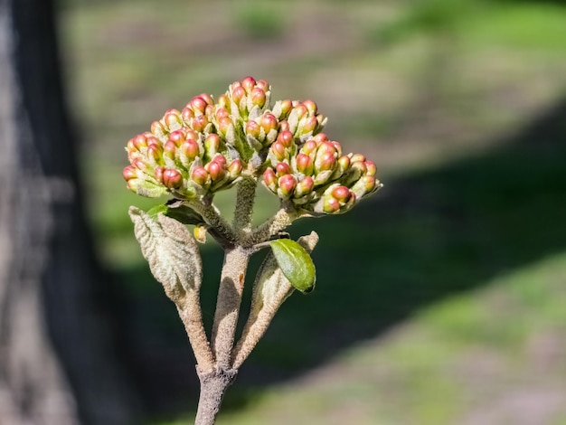 Botões de flores de Viburnum rhytidophyllum no início da primavera