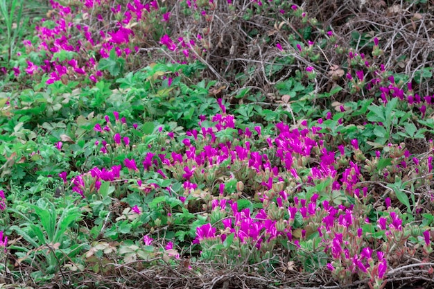 Botões de flores em um galho