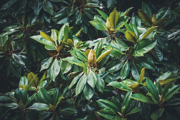 Botões de flores em uma árvore de magnólia