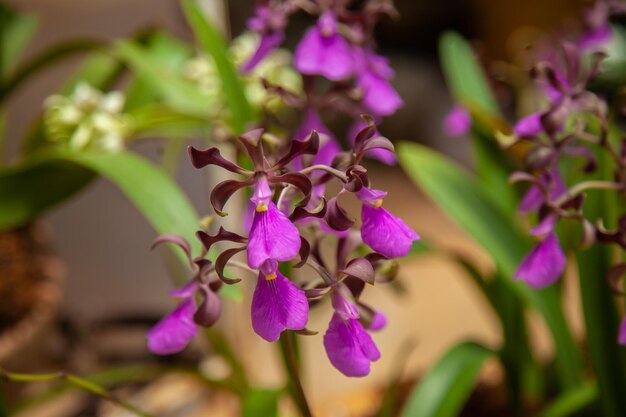 botões de flores flox roxos de perto