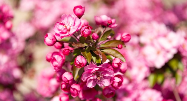 Botões de flores sazonais cor-de-rosa de cerejeira sakura florescendo na primavera