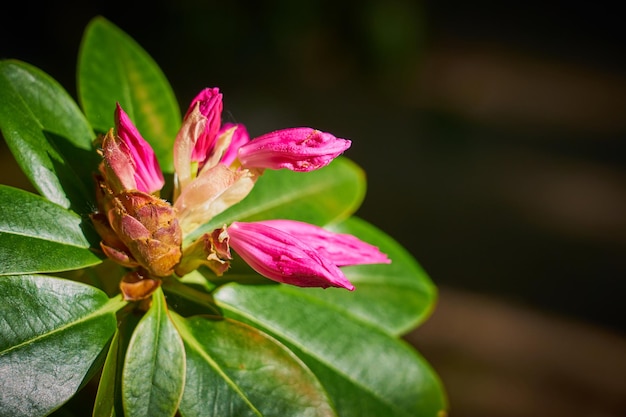 Botões de flores tropicais rosa com folhas verdes