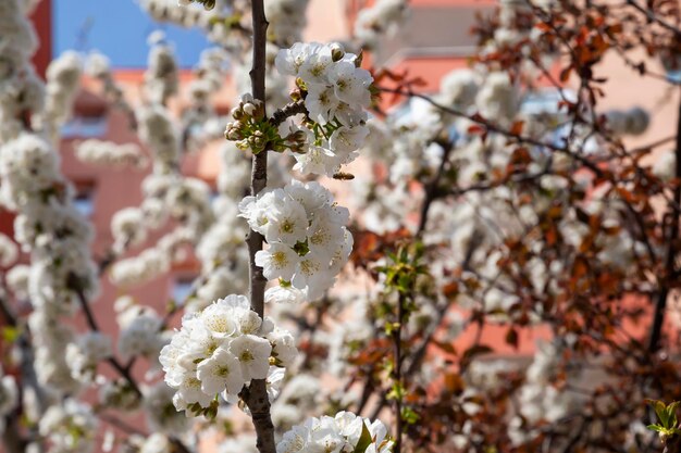 Botões de flores