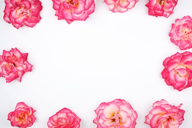 Botões de florescência de fundo de rosas cor de rosa