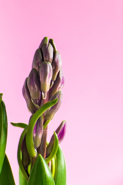 Botões de jacinto em fundo rosa Símbolo de primavera Conceito de jardinagem em casa