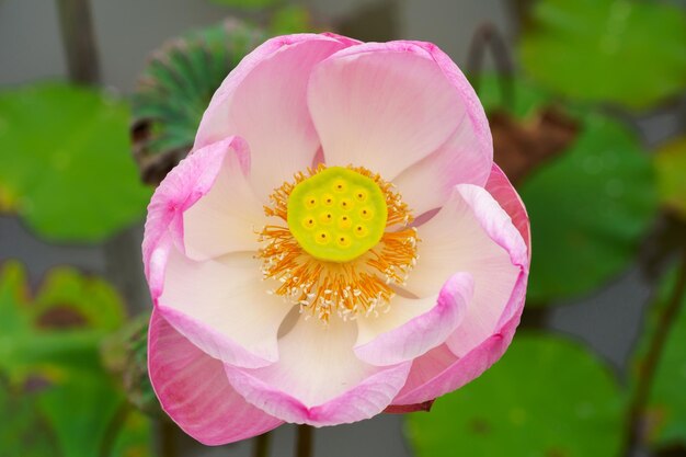 botões de lótus rosa em um belo fundo verde