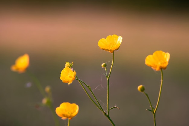 botões de ouro amarelos em uma luz suave da noite