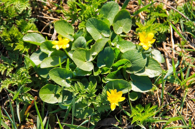 Botões de ouro amarelos no prado