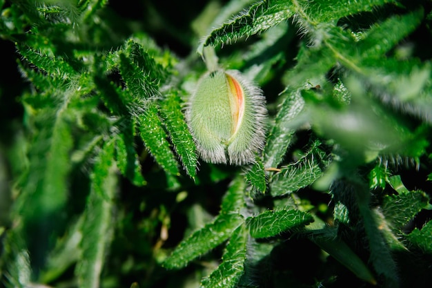 Foto botões de papoula fofos delicados em um campo na natureza folhas verdes escuras e um broto espinhoso espaço para texto o arbusto cresce em um jardim ou parque