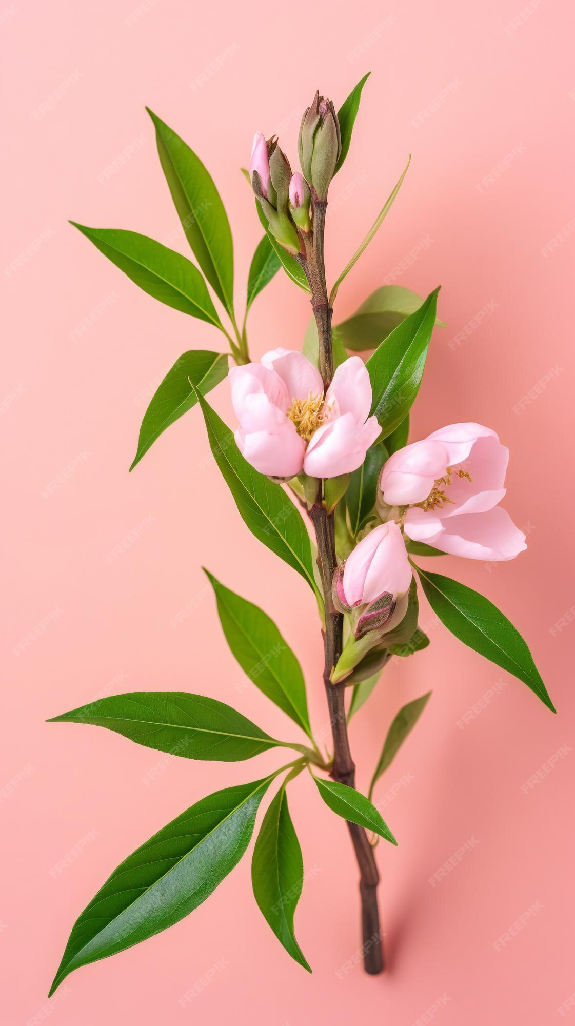 Botões de flor de peão rosa com folhas grandes em fundo branco