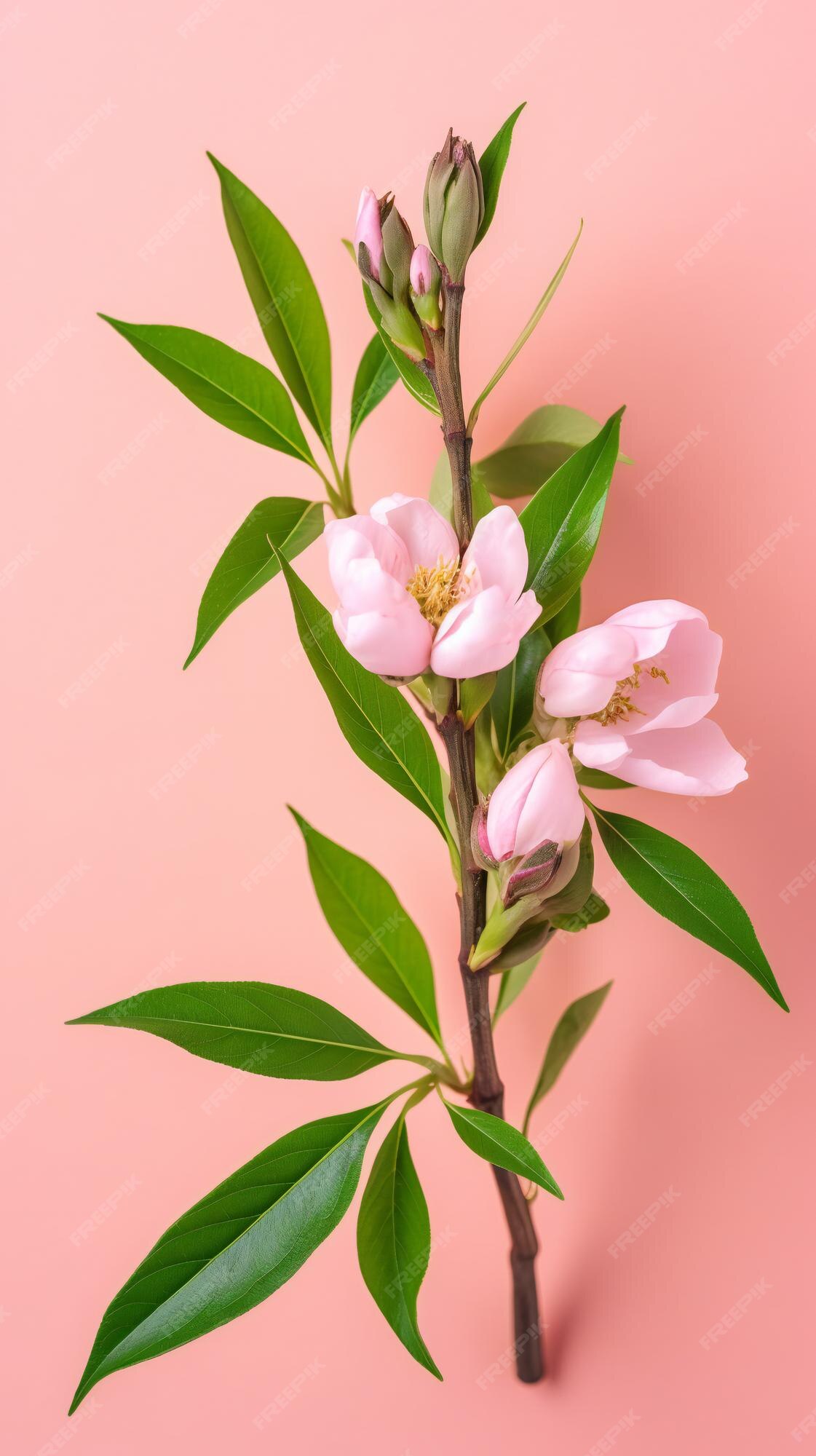 Flor de peão branco com folhas verdes escuras sobre fundo claro