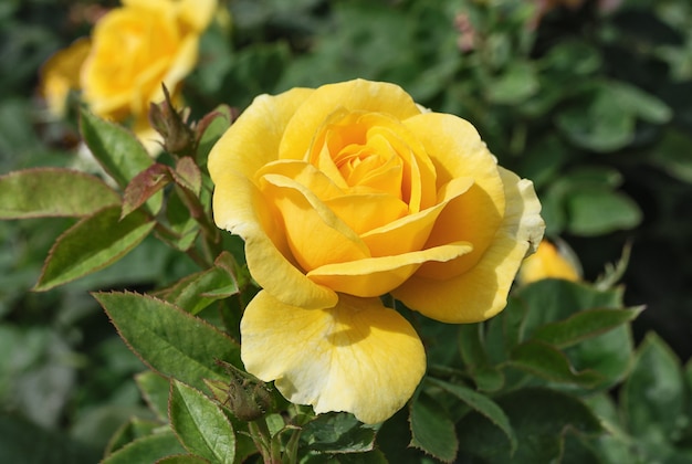 Botões de rosa amarela em fundo verde