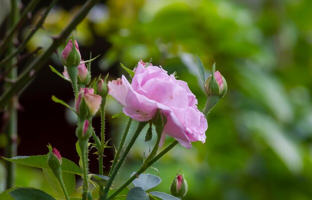 Botões de rosa cor de rosa com fundo desfocado em foco raso