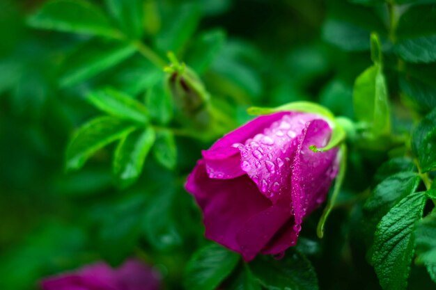 Botões de rosa rosa molhada na chuva