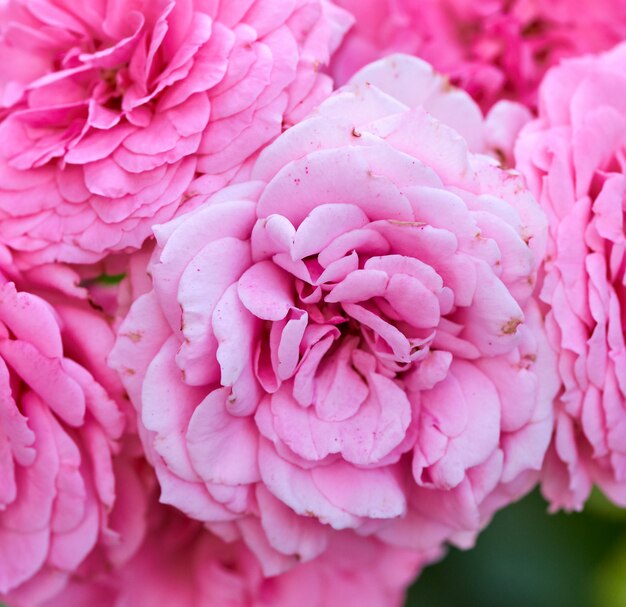 Botões de rosa rosas florescendo no jardim