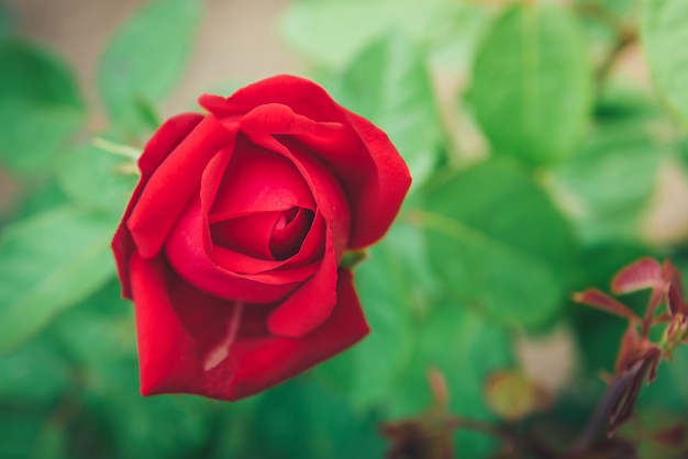 Botões de rosa vermelha crescendo no jardim.