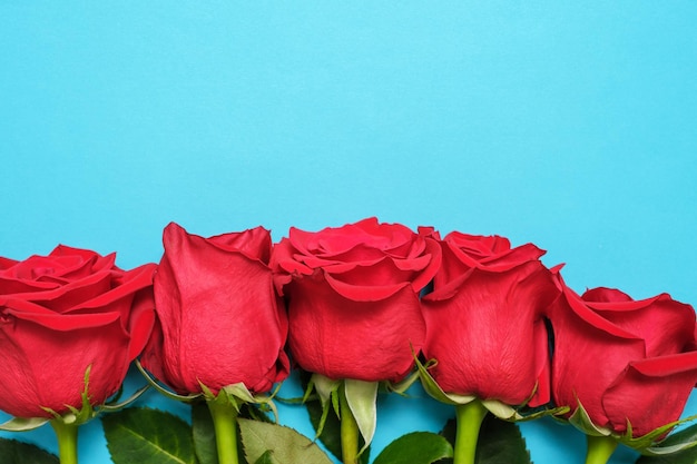 Botões de rosa vermelha no espaço de cópia de visão superior de closeup de fundo azul