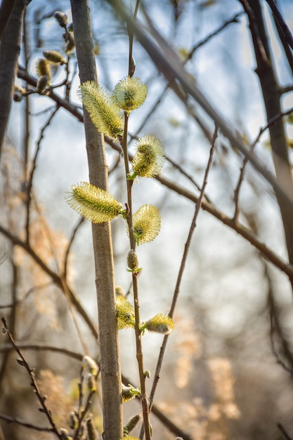 Botões de salgueiro em um salgueiro primavera ramo botão bela natureza macro buceta árvore de páscoa planta flor beleza branco amarelo na