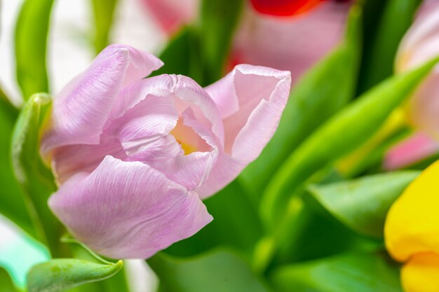 Botões de tulipa primavera fresca contra a parede de tijolos brancos