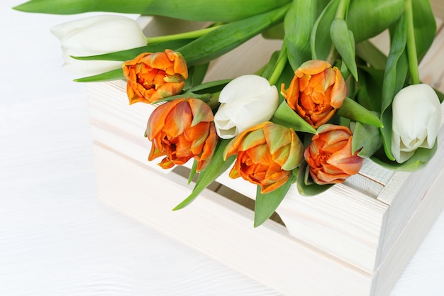 Botões de tulipas florescendo branco e laranja