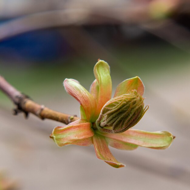 Botões delicados de primavera florescendo em close-up
