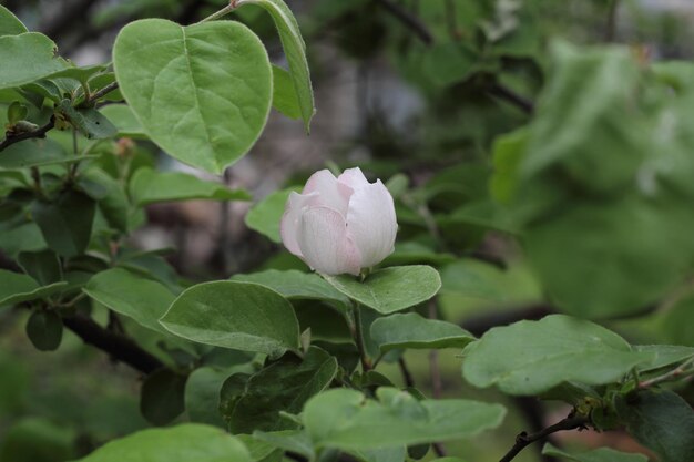 Botões e flores em uma macieira