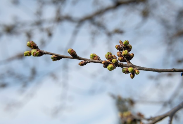 Foto botões em um galho de cereja no início da primavera