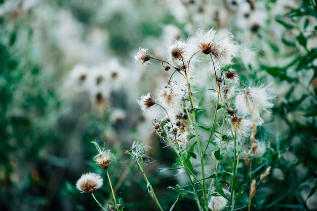 Botões exagerados de cirsium heterophyllum. Cardo de florescência