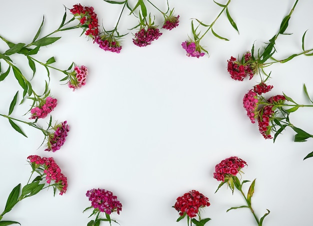 Botões florescendo cravos turcos dianthus barbatus