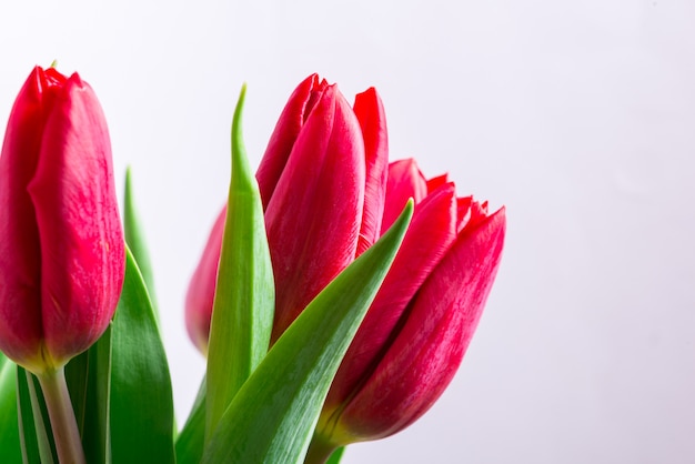 Botões frescos vermelhos de tulipas, close-up