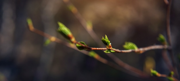 Botões incham nos galhos, close-up, foco suave. O início da floração. Imagem de primavera.