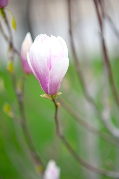 Botões lilases em flor de magnólia japonesa na primavera