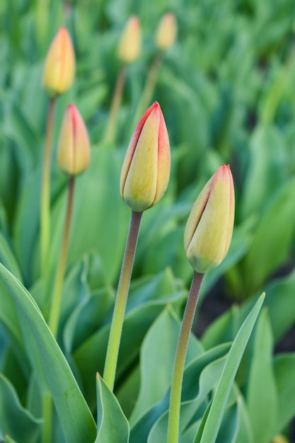 Botões verdes de tulipas no fundo do campo verde Canteiro de flores com tulipas com botões verdes fechados no início da primavera Fundo desfocado