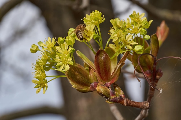 Los botones florales del arce acebo están floreciendo lat Acer platanoides