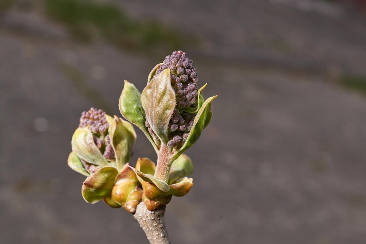 Los botones florales de las lilas lat Syringa vulgaris están floreciendo y aparecerán las inflorescencias