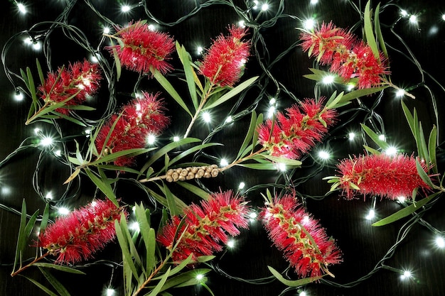 Bottlebrush flores y luces de hadas sobre fondo negro