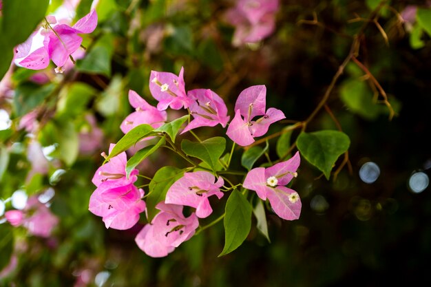 Bougainvilea-Blume