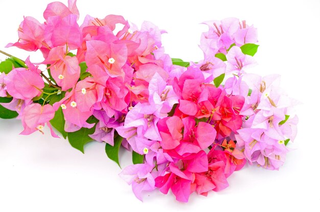 Foto bougainvilea