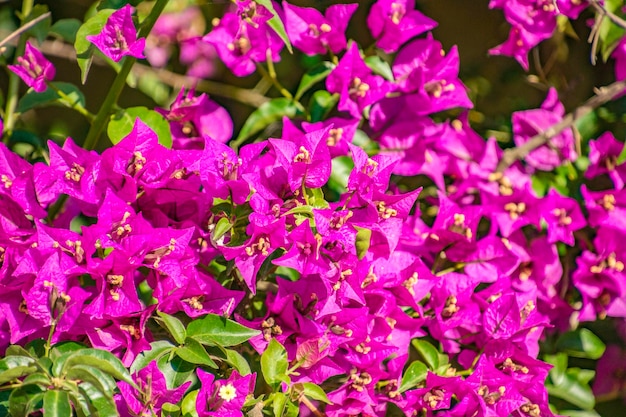 Bougainvillaea in Blüte