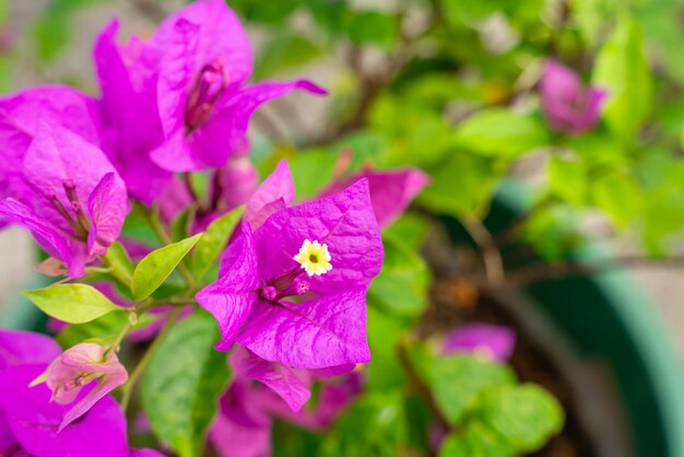 Bougainville-Blumen, die im Garten blühen