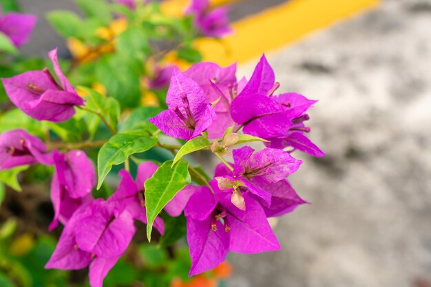 Bougainville-Blumen, die im Garten blühen