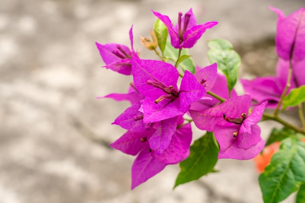 Bougainville-Blumen, die im Garten blühen