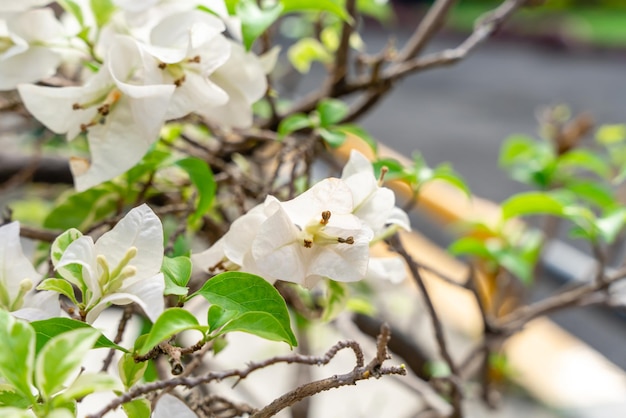 Bougainville-Blumen, die im Garten blühen