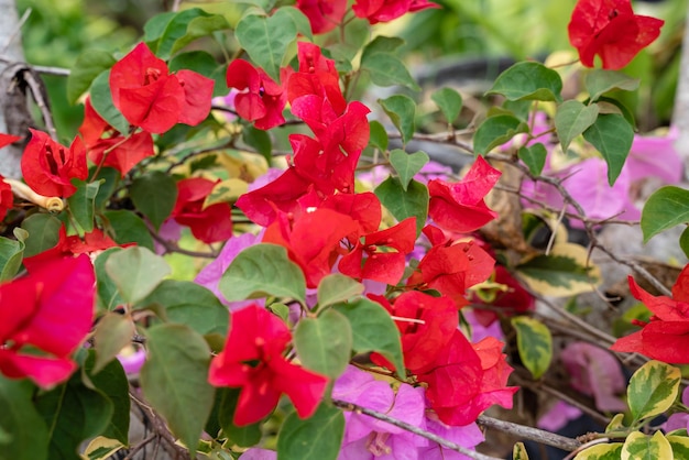 Bougainville-Blumen, die im Garten blühen