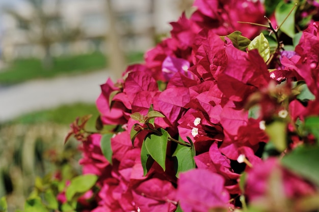 Foto bougainville flor roja egipto