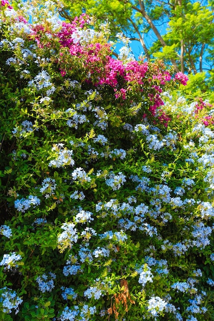 Bougainvillea-Baum und Phlox-Pflanzennahaufnahme