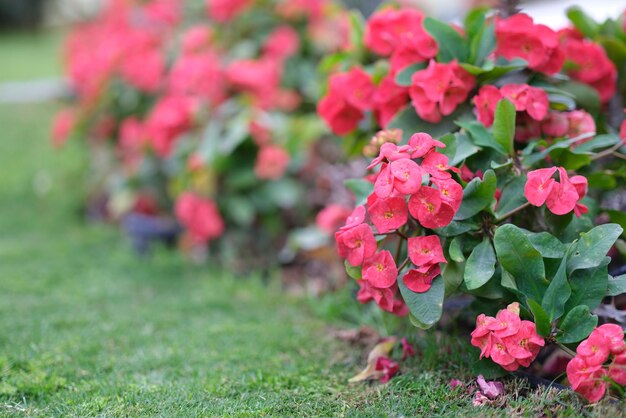 Bougainvillea-Blume für rosa lila roten Hintergrund